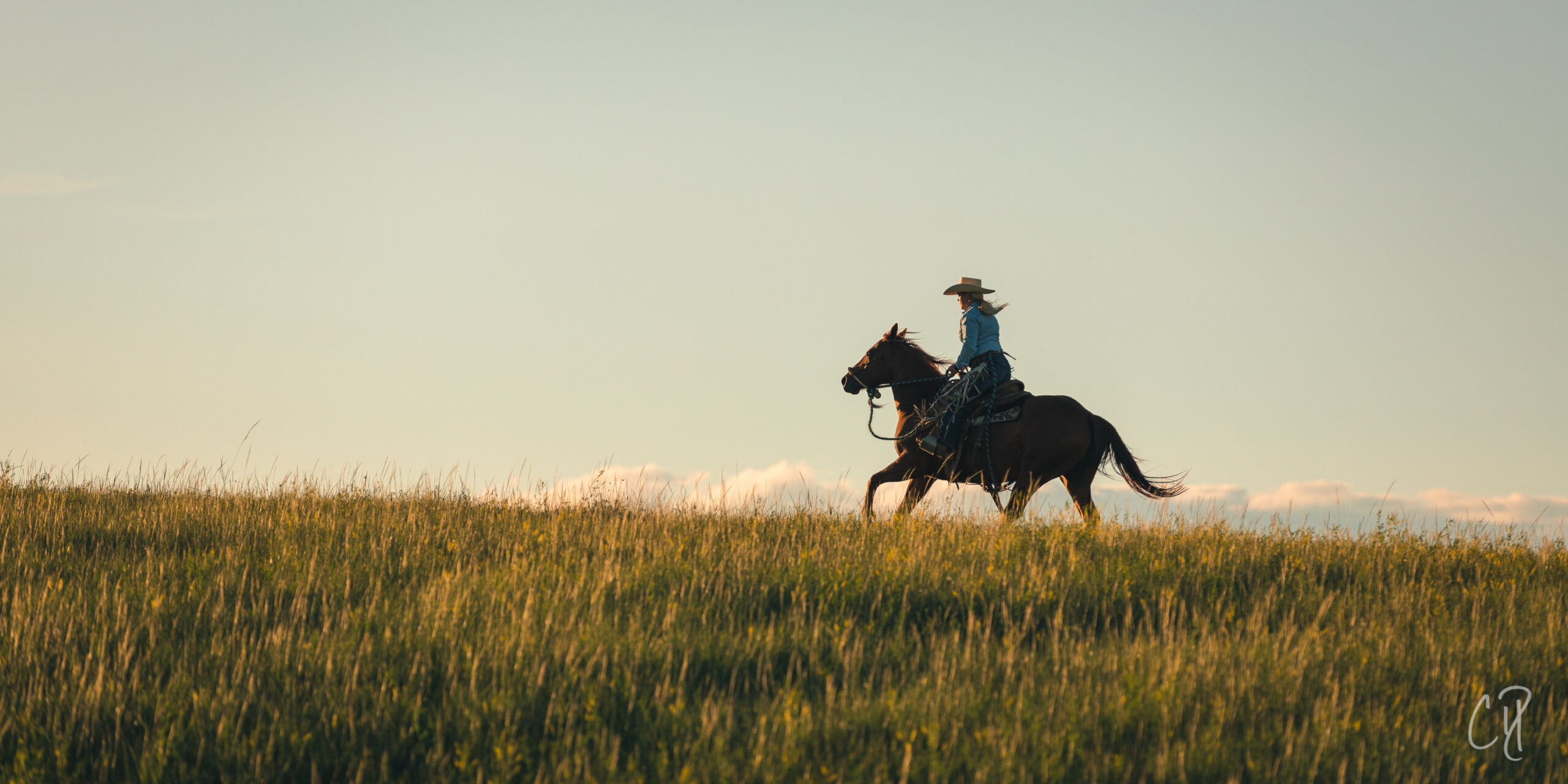 collection, collected horse, chris dickinson photography, collection and elevation