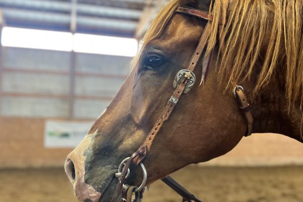 Boomer learns the Pattern, Train your barrel horse, training a barrel horse