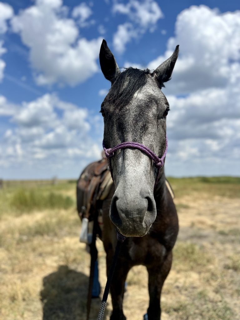 four days on bully, barrel horse, barrel racing